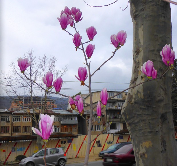 Spring is coming...magnolias on Chavchavadze Street