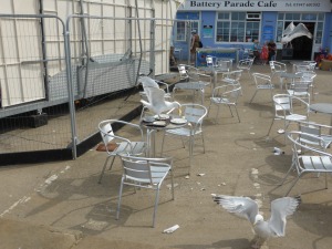 greedy gulls home in on discarded meals