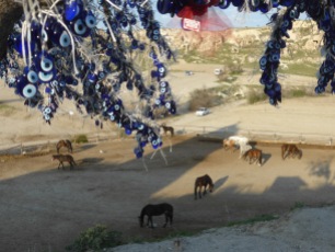 Cappadocian horses